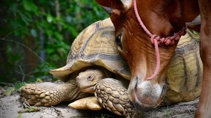 Забавная дружба черепахи и теленка 
