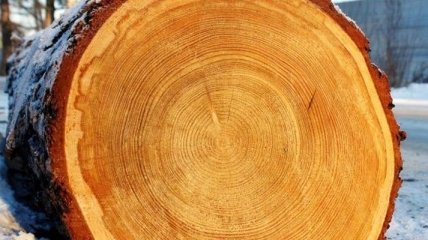 Ученые создали пуленепробиваемый материал из древесины