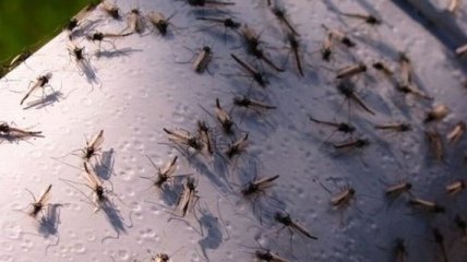 Ученые выяснили, какие комары являются основными переносчиками вируса Зика