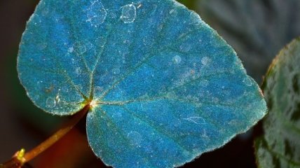 Ученые: Голубой цвет листьев растений улучшает фотосинтез