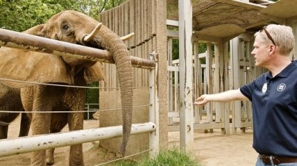 В зоопарке Мемфиса умерла самая старая слониха в Северной Америке 