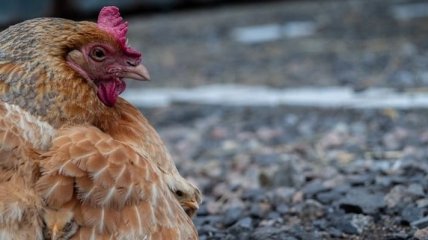 В Украине ЕББР утвердили новую маркировку курятины "без антибиотиков"
