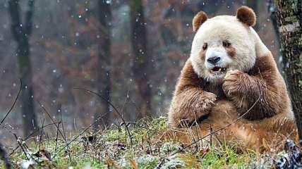 На севере Китая найдена редкая коричневая панда