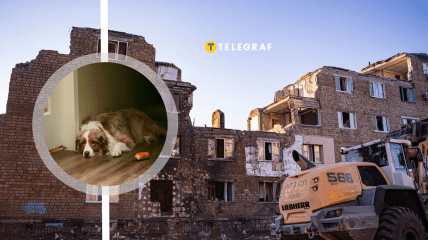 На руинах в Киеве грустная собака ждала хозяина