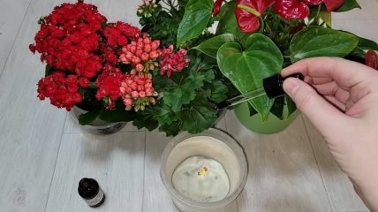 Підгодовувати домашні квіти – це обов’язкова процедура