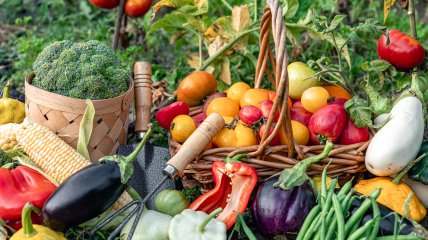 Урожай с огорода зависит от качества почвы