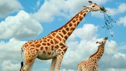 Ученые выяснили, почему у жирафов длинная шея 
