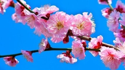 Аллергия на цветение: симптомы и лечение