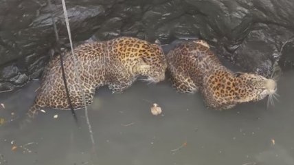 В Индии спасли двух леопардов, которые свалились в колодец (Видео)
