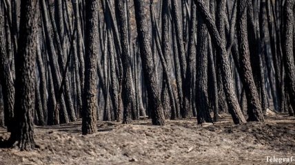 В Тунисе масштабные пожары погубили 2 тысячи гектаров леса
