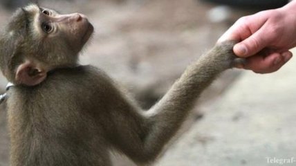 Депутаты хотят запретить фото с обезьянами