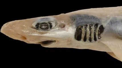 Без зубов и кожи: в Италии поймали акулу, пострадавшую от загрязнения и окисления воды (Фото)