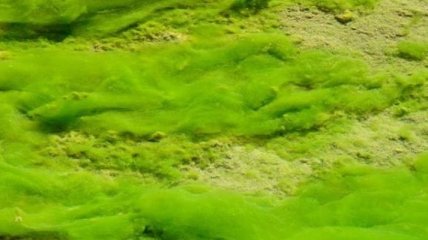 Зеленую водоросль возрастом в один миллиард лет нашли в Китае