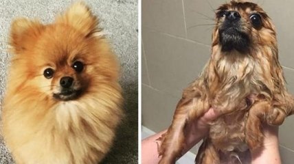 Хохот до упаду: забавные собачки до и после ванной