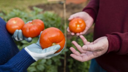 Вирощування томатів — копітка праця