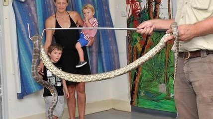 В детском саду нашли змеиное логово c питонами (Фото, Видео)