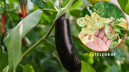 Баклажаны порадуют новыми плодами