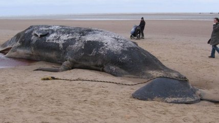 Всемирный фонд дикой природы бьет тревогу из-за мертвого кита