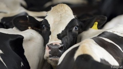 Производство молока в Украине вырастет впервые с 2005 года
