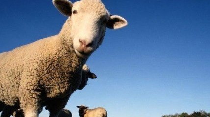 У гірських селах на Закарпатті почалася масова стрижка овець