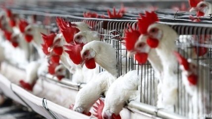 Госпродпотребслужба Украины опасается птичьего гриппа 