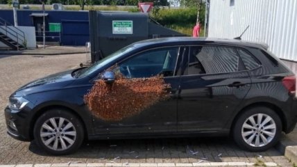 В Нидерландах пчелы "облепили" двери автомобиля