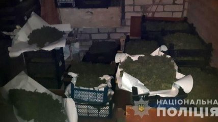 Полиция накрыла наркоторговцев в Запорожской области: изъяли коноплю на 20 млн