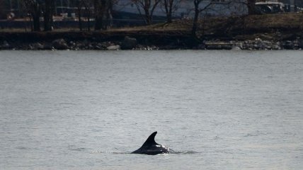 В нью-йоркский пролив Ист-Ривер заплыл дельфин