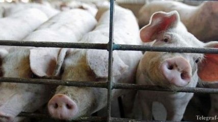 Украина утратила статус экспортера свинины