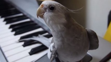 Попугай, который очень любит петь (Видео)