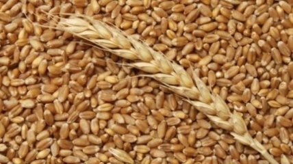 Минагрополитики прогнозирует рост экспорта зерна