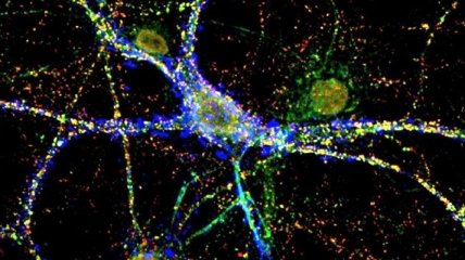 Белковое покрытие нейронов оказалось ключом к долгой памяти