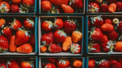 Вырастить крупную и сладкую клубнику не так уж и сложно