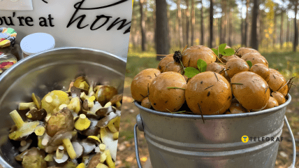 Лесные грибы