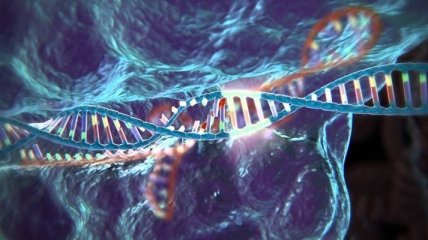 CRISPR устраняет гены, пропускающие ВИЧ