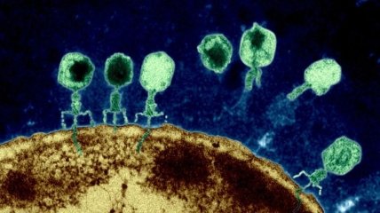 В человеческом организме обнаружили вирус, который поражает бактерии