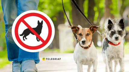 Выгул собак