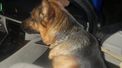 На КПП "Каланчак" собака выявила авто с наркотиками и патронами