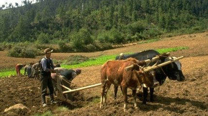 Бутан переходит на органическое сельское хозяйство