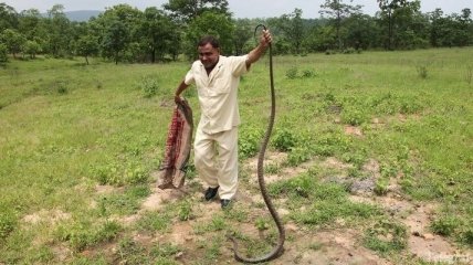 Непалец загрыз ядовитую змею