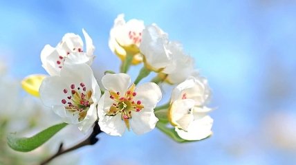 Снег идет, а яблони цветут: видео природной аномалии на Николаевщине