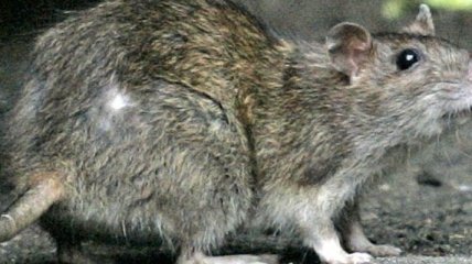 Во Львове крыса напала на кота и мужчину: видео