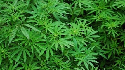 Опрос: 58% украинцев поддерживают идею легализации медицинской марихуаны