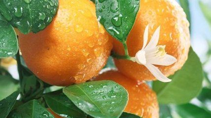 Медики обнаружили новые уникальные свойства мандарин