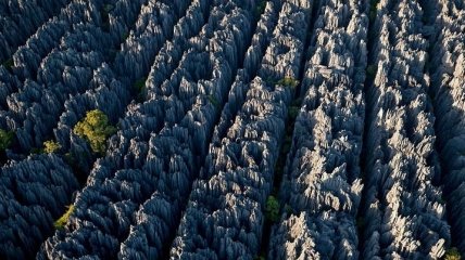 Каменный лес на Мадагаскаре (Фото)