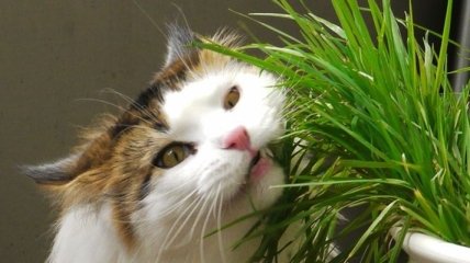 Исследователи нашли у кошек гены, присущие травоядным животным