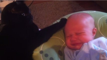 ВИДЕОпозитив: кот успокаивает плачущего малыша
