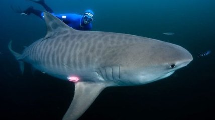 Ученые развеяли миф о акулах-одиночках
