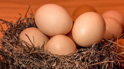 Как отличить искусственные яйца от натуральных