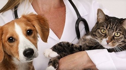 День працівників ветеринарної медицини: історія свята, привітання у віршах і листівках